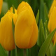 10 Tulpen (geel) (leverbaar van aug-dec)